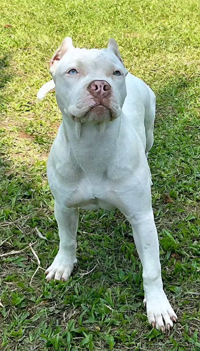 American Bully
