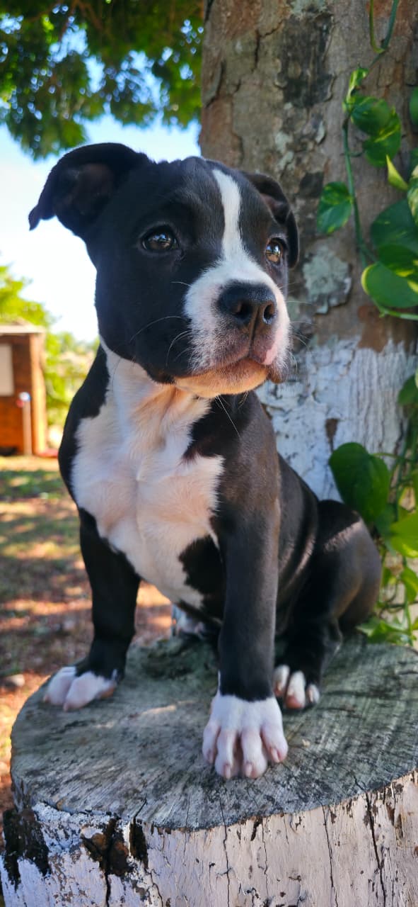 American Bully
