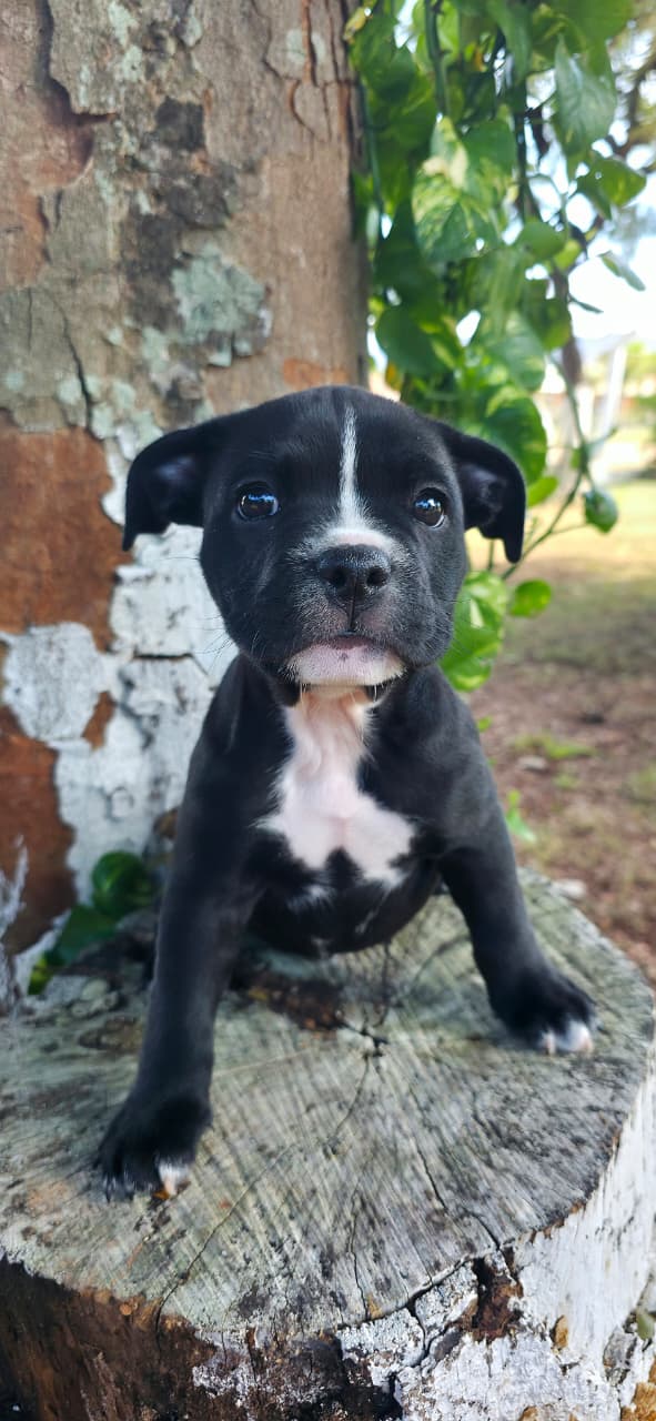American Bully