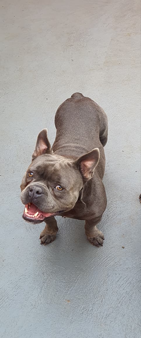 American Bully