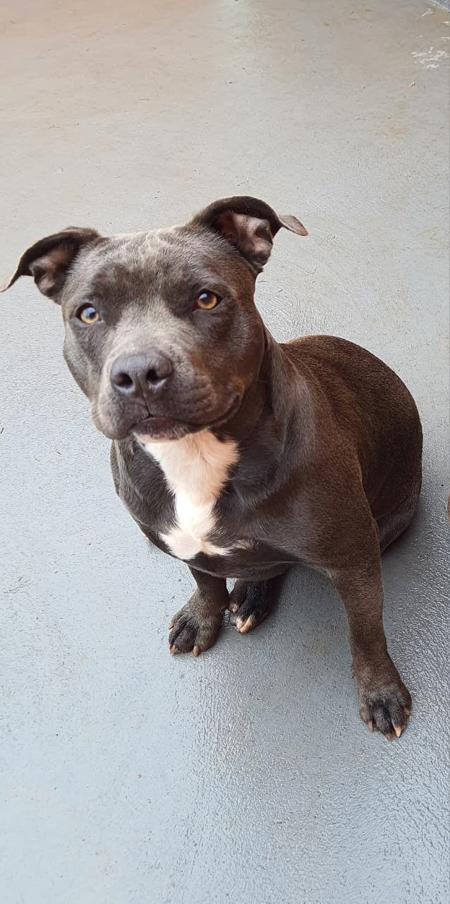 American Bully