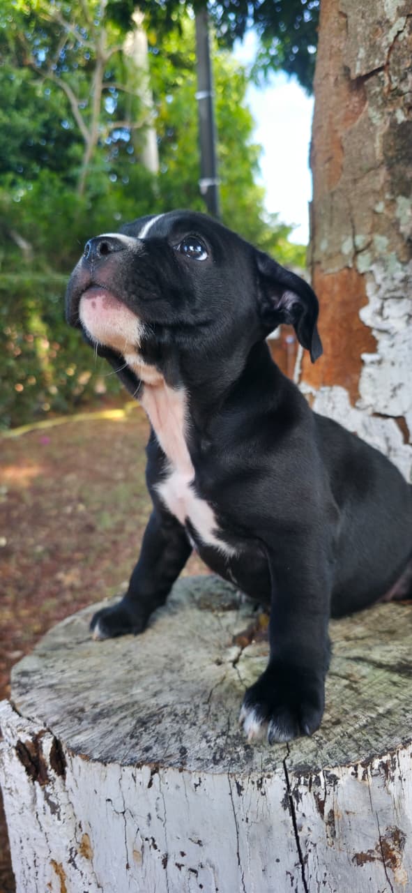American Bully