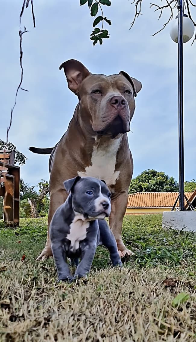 American Bully