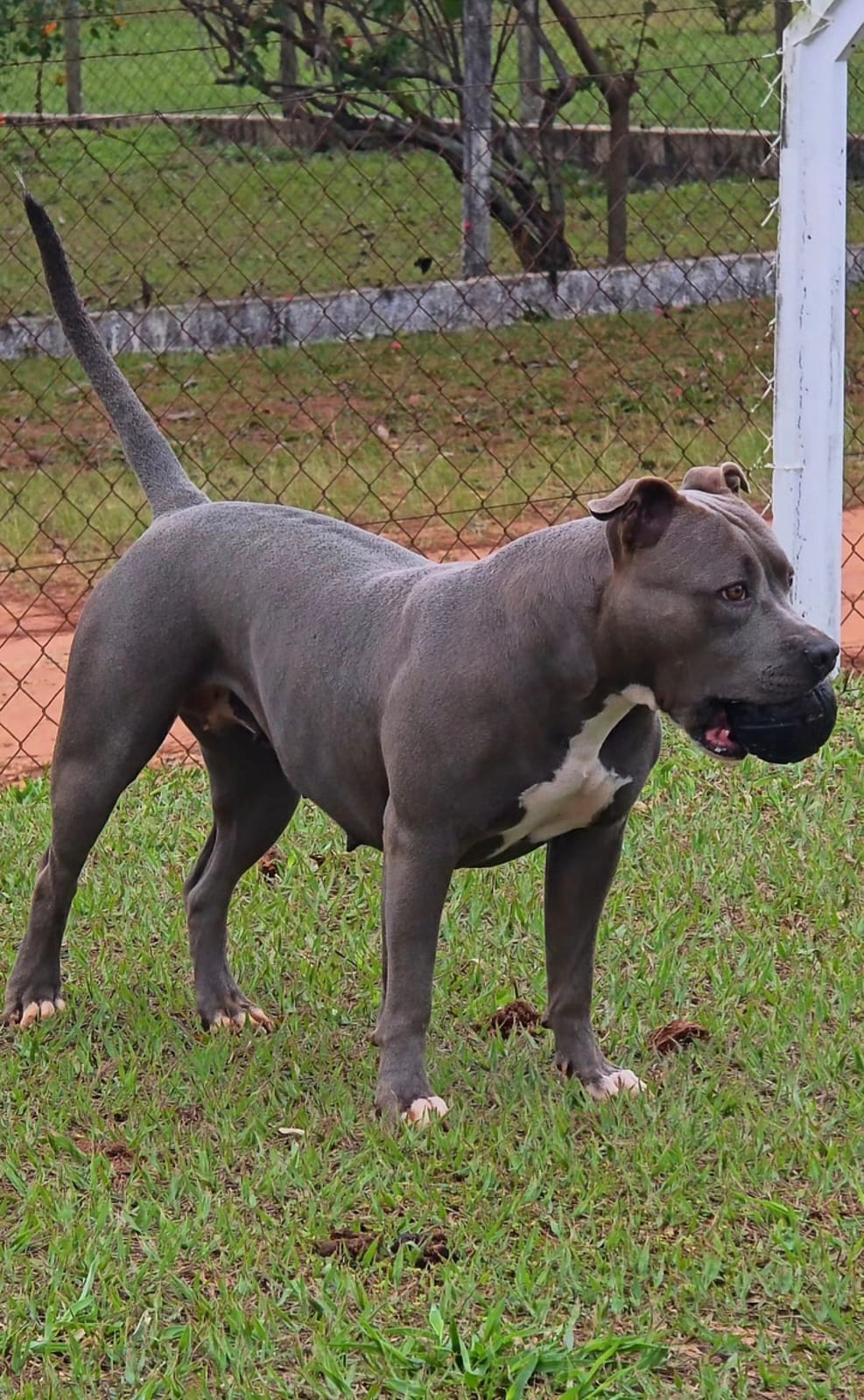 American Bully