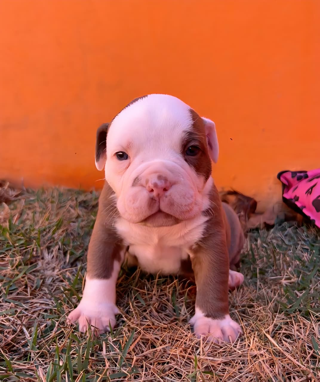American Bully