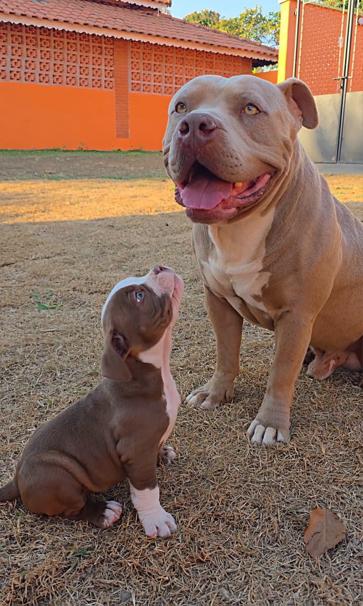 American Bully