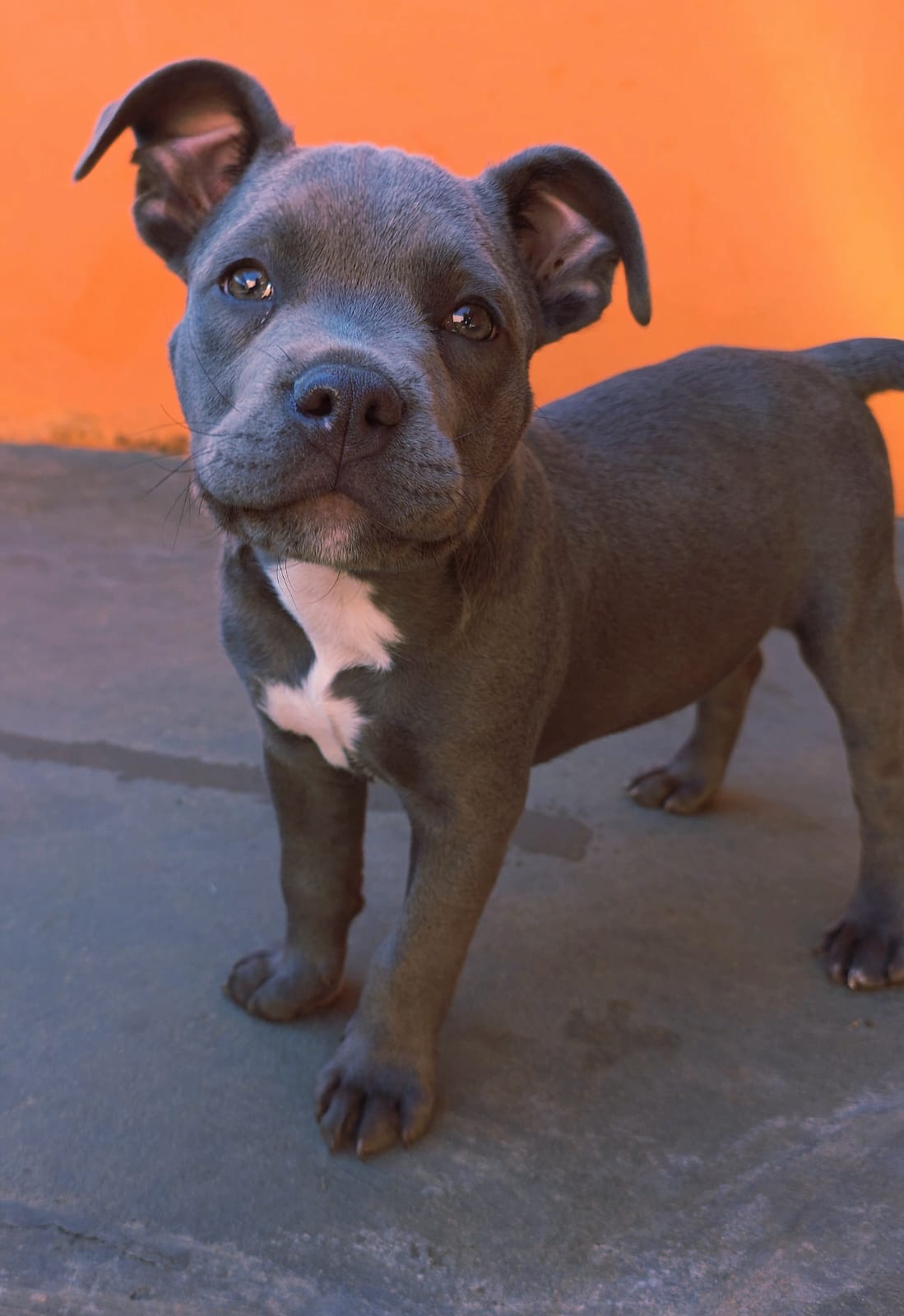 American Bully
