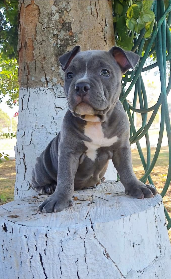 American Bully
