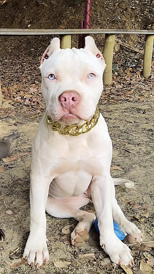 American Bully