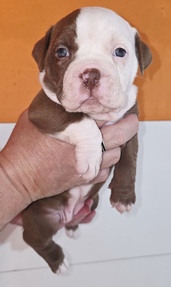 American Bully