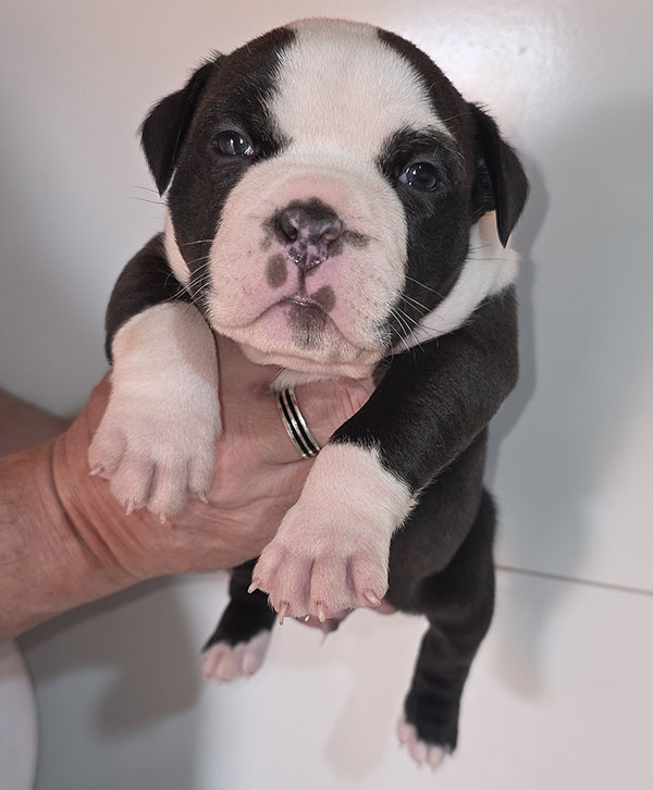 American Bully