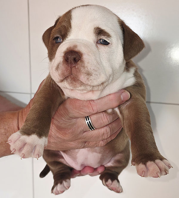 American Bully