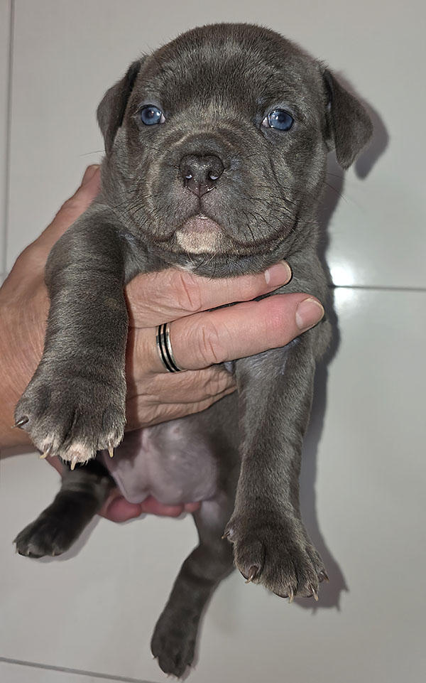 American Bully