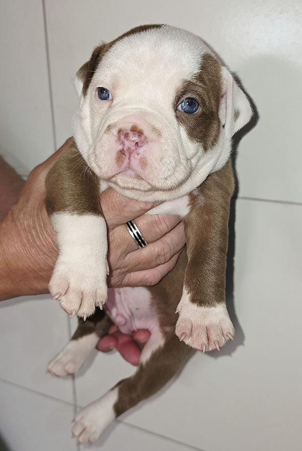 American Bully