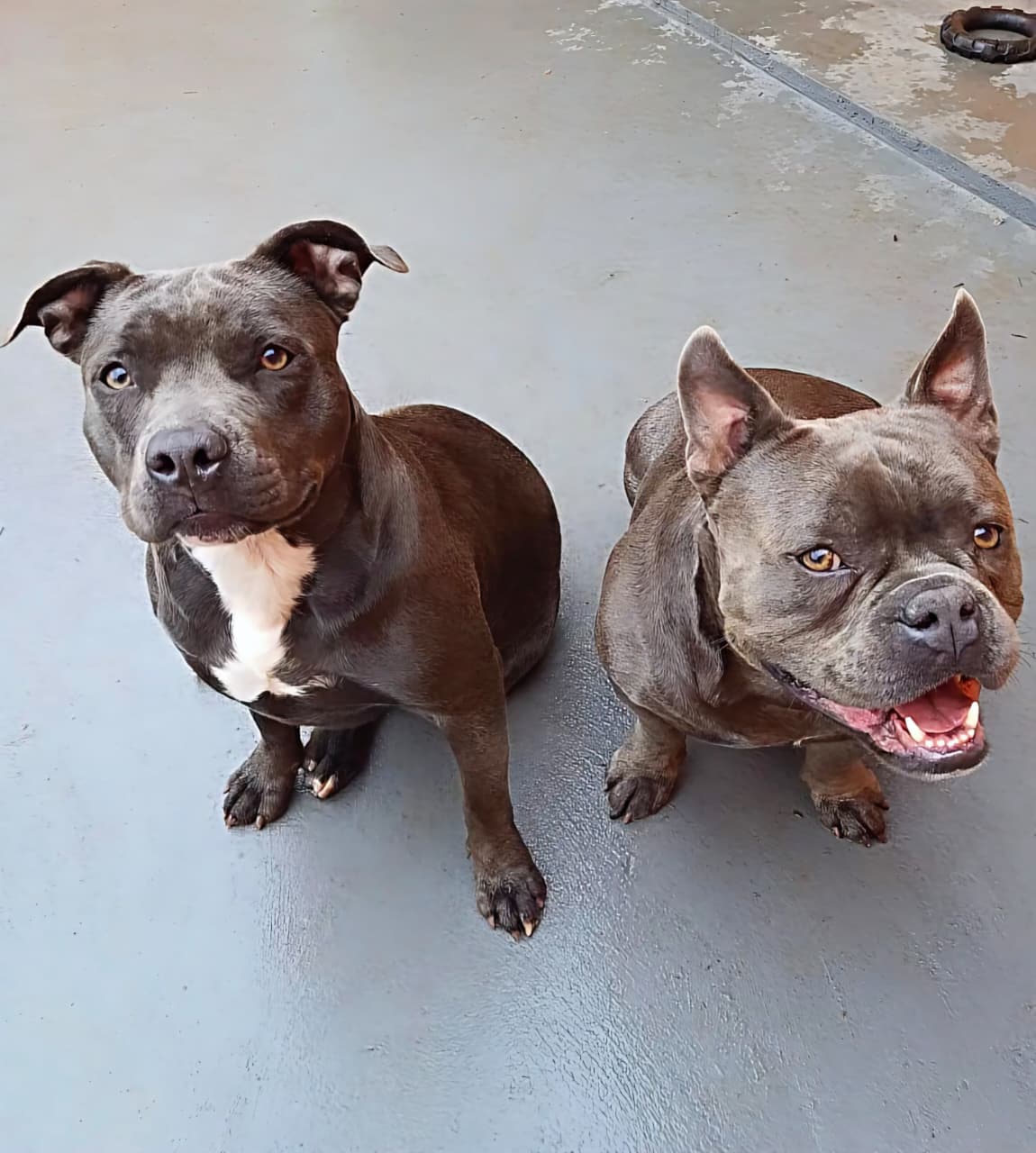 American Bully