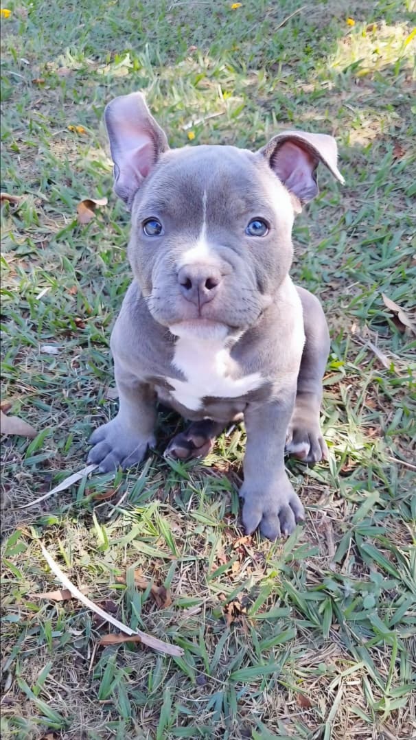American Bully