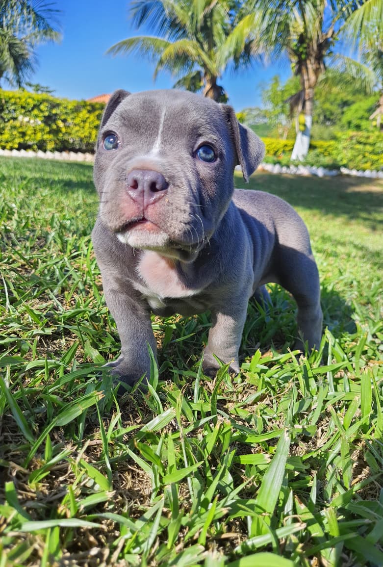 American Bully