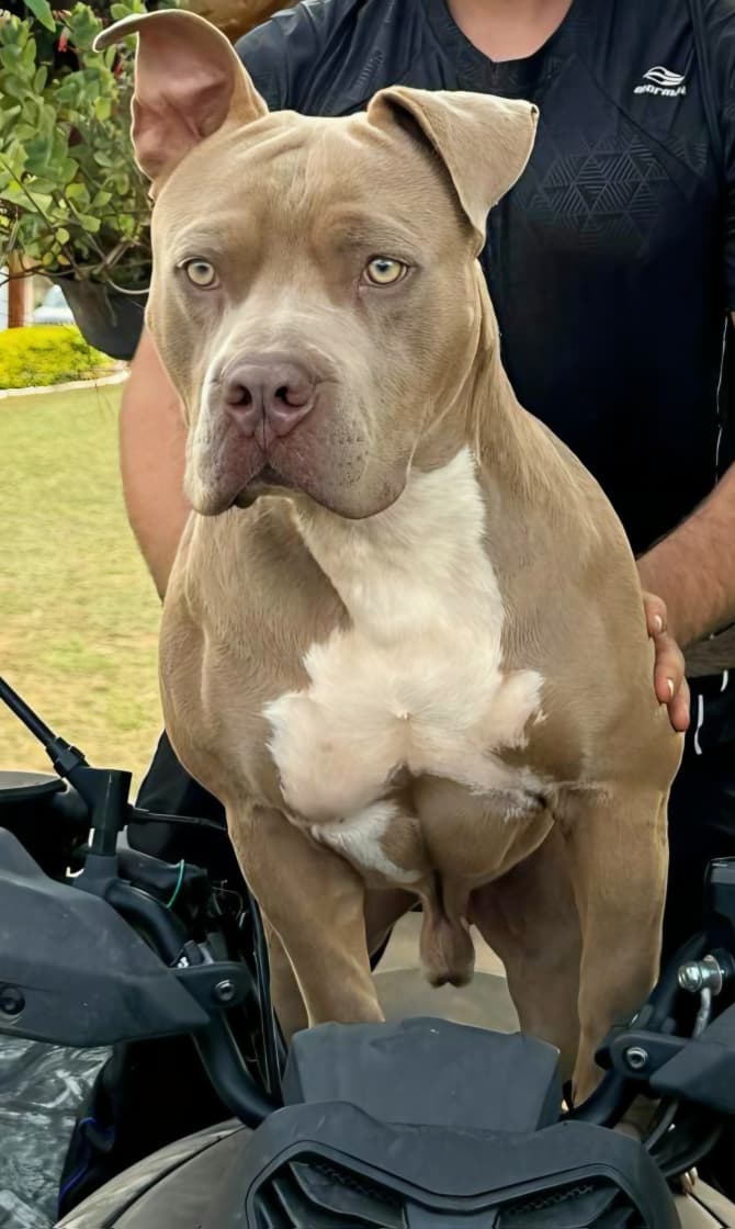 American Bully
