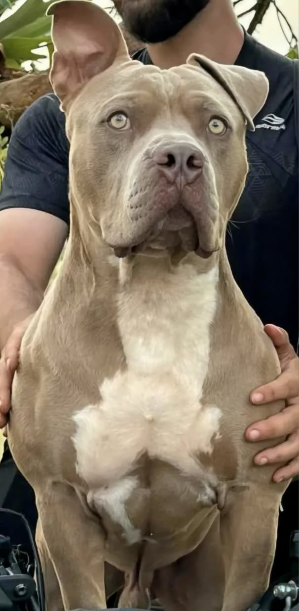 American Bully