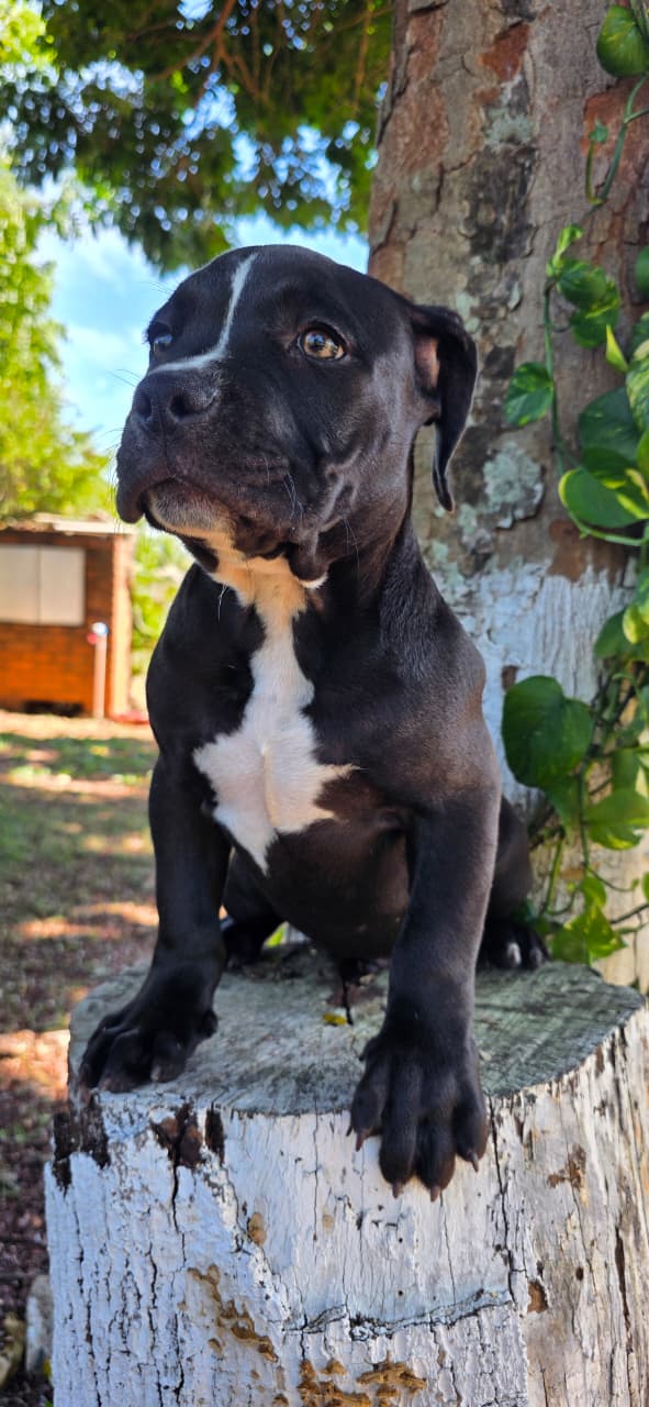 American Bully