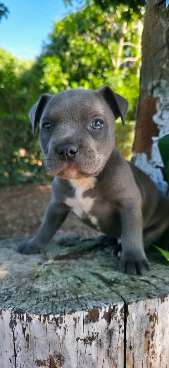 American Bully